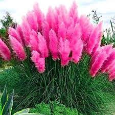 Pampasgras In Pink Zum Aussahen Amazon Partnerlink Grass Flower Pink Pampas Grass Ornamental Grass Landscape