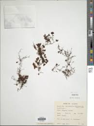 Image result for Hymenophyllum triangulare