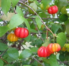 Image result for Eugenia