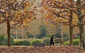 ส ดยอดสถานท ชมใบไม เปล ยนส ในโตเก ยว ท ใครๆ ก ไปเท ยวได ง ายๆ mushroomravel japan