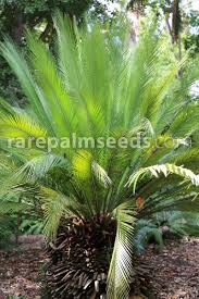 Image result for Macrozamia johnsonii