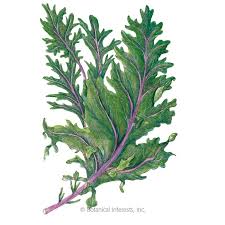 Bred by frank morton of wild garden seeds and released through the open source seed initiative. Red Russian Kale Seeds Vegetables Botanical Interests