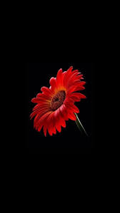 Black Red Daisy Wallpaper 4k Wallpaper For Mobile Flower Backgrounds