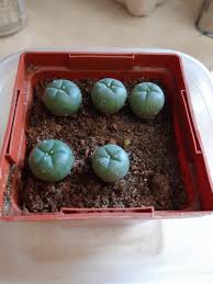 San pedro cactus, also known as huachuma, is a powerful entheogenic plant that hails from the andes region and has been used ceremonially for centuries in the americas. Some Peyote I Grew From Seed About 3 Years Old Cactus