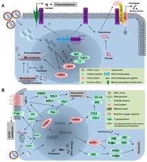 Viruses Free Full Text Mechanistic Insights Into Chemoresistance Mediated By Oncogenic Viruses In Lymphomas Html