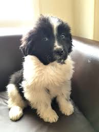 The black and white 'landseer' newfoundland developed. Kc Registred Landseer Newfoundland Puppies Stoke On Trent Staffordshire Pets4homes