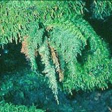 Image result for Abrodictyum