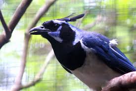 In an earlier era, farmers and ranchers tried to exterminate this species, but to no avail, and it is common today in open country and even in towns in the mountain west. Magpie Egg Hormones A Moment Of Science Indiana Public Media