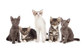 What do you think of sheep? Strange But True What Do You Call A Group Of Cats