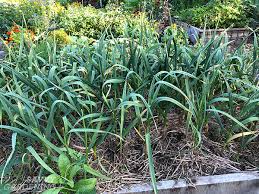 Gardening basics for every interest. When To Harvest Garlic And Garlic Scapes And Store It For The Winter