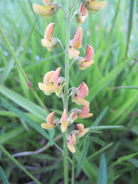 Image result for Crotalaria lanceolata