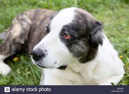 Alabay) is a livestock guardian dog breed. Schone Alabay Zentraler Asiatischer Schaferhund Stockfotografie Alamy