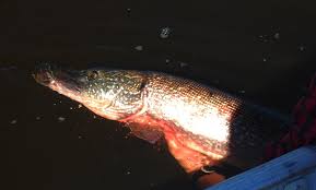 Equipe de pesca esportiva, participando do ranking 2012 da pesca entre amigos ao tucunaré do icli. Dangerous Fish 10 Fish You Need To Handle With Care