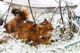 Frühling wallpaper mit blühenden primeln. Hintergrundbilder Winter Schnee Natur Katze Tiere 2048x1365 Wallpapermaniac 1246343 Hintergrundbilder Wallhere