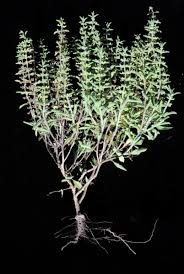 Image result for Endostemon villosus