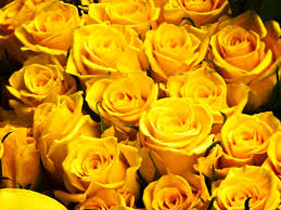 We all know that flowers are used to represent the feelings towards someone and different color tells the different things. Yellow Roses Images Pics Wallpaper Photos Bouquet In Hd Free Download