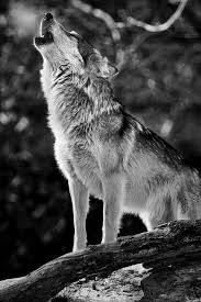 Pin By Gamze On Kurt Wolf Dog Beautiful Wolves Animals