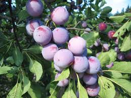 Image result for prunus domestica renkloda althana
