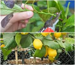 They grow to a medium large height creating a sun blocking filter that provides shaded relief and cooler temperatures to its surrounding environment. How To Grow A Lemon Tree From Cutting The Plant Guide