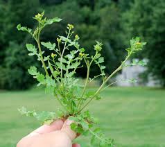 Image result for Rorippa