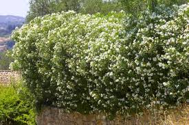 Cette facilité d'entretien permet de créer des haies taillées peu envahissantes tout en gardant un aspect décoratif et une utilité séparative pendant plusieurs années. Les 6 Plantes A Privilegier Pour Une Haie De Jardin Detente Jardin