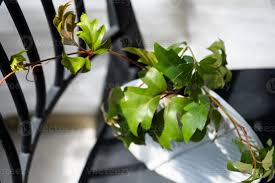 Image result for Rhoicissus