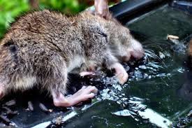 Alhamdulillah populasi lipas berjaya dikawal. 16 Petua Halau Tikus Paling Berkesan Tips Cara Mudah