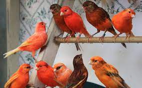 Yellow canary birds, white canary birds , lancashire canary birds, live canary birds for sale so please do contact for more deta specifications all birds have closed blood lines, vet tested, home tra. What You Need To Know About Red Factor Canaries Aviculture Hub