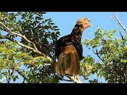 Canto De Trinca Ferro No Mato O Canto Do Aracua Do Pantanal Shows Da Natureza Ortalis Canicollis Chaco Chachalaca Youtube Passaros Silvestres Passaros Bonitos Animais Amorosos
