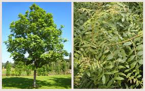 Maybe you would like to learn more about one of these? Uk S Favourite Tree Species Poll
