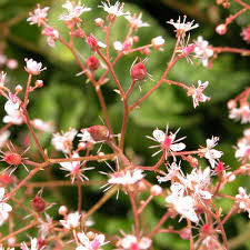 Saxifraga X Urbium Desespoir Du Peintre Pepinieres Lepage Bretagne Bord De Mer