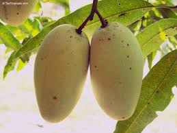 Image result for Mangifera indica