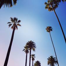 Cali Palm Trees Carolina Boutique Fashion Shoes California Fashion Mill Valley Boutique Outfit Ideas Outfit Of The Day Ootd Palmeras Fotos Palmas