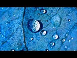 1 Hour Of Rain Nature Sounds Without Music Youtube