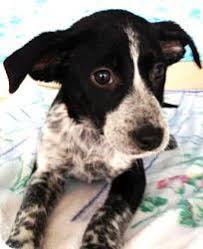 Black And White Spotted Blue Heeler Powderpuff Is An Adoptable Australian Cattle Dog Blue Heeler Dog In Lithia Fl I Am Up To Australian Cattle Dog Mix Blue Heeler Dogs Dog Adoption