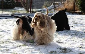 Image result for americký kokršpaněl