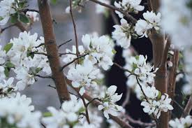 Jarul flowers | (c) marvin bikalano. How To Prune Trees And Shrubs In North Carolina Turf Works
