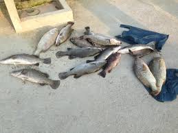 P L Kolam Pancing Home Facebook