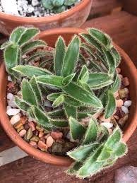 Image result for Zehneria parvifolia