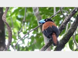 Image result for Vangueria monteiroi