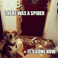 They have never aged and are always renewed with funny captions to rejoice and marvel at. 50 Funniest Animal Meme Meme Central