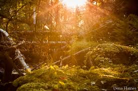 How To Photograph Sun Flares 14 Tips For Beginners Images photos vector graphics illustrations videos. how to photograph sun flares 14 tips