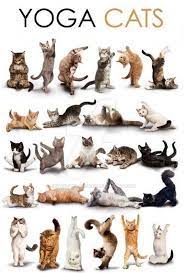 Cat Does Yoga Pose Cat Yoga Cats Yoga