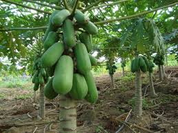 Perlu diketahui bahawa demam denggi kali kedua selalunya menyebabkan keadaan yang lebih teruk berbanding demam denggi yang pertama. Ketahui Punca Sebenar Kematian Akibat Denggi Mitos Jus Betik Dan Sup Ketam Rencana Mstar