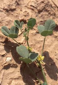 Image result for Trigonella anguina