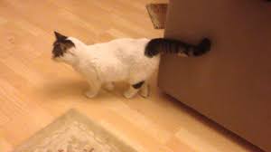 Trafik Kazasi Geciren Kedi Youtube