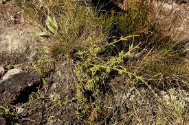 Image result for Lycopodiella cernua