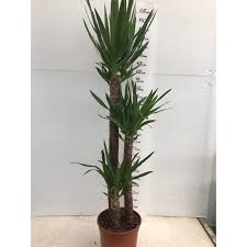 Questa pianta da appartamento cresce facilmente fino a due metri di altezza, riempiendo di verde la Pianta Yucca In Vaso 24cm Piante Da Interno