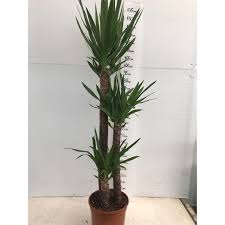 Un mondo di bellezza circondarsi di bellezza e vitalità. Pianta Yucca In Vaso 24cm Piante Da Interno