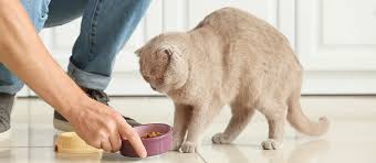 Elsey's premium clumping cat litter. The Best Cat Food For Ibd Review In 2021 My Pet Needs That